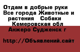 Отдам в добрые руки  - Все города Животные и растения » Собаки   . Кемеровская обл.,Анжеро-Судженск г.